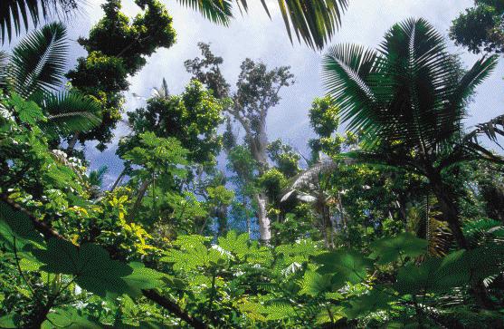 Big Tree Trail El Yunque JOHN ELK III LONELY PLANET IMAGES TOP - photo 4