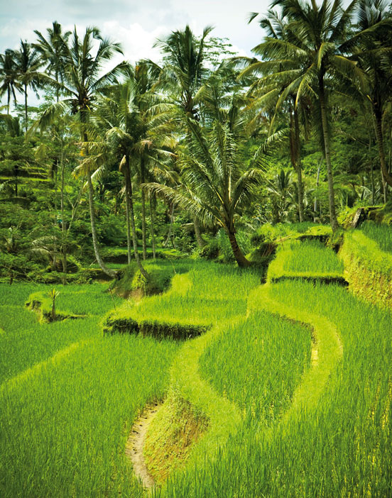 Lonely Planet Pocket Bali - image 15