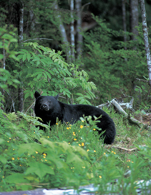 Chapter 1 ALL ABOUT WILD GAME From the moment of birth a game animal faces - photo 5