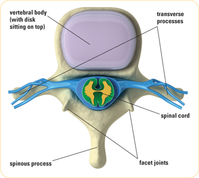 In each of the vertebrae except for the atlas a large round flat area - photo 4