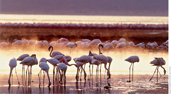 Lesser Flamingos on Lake Magadi Kenya East Africa an area that comprises - photo 3