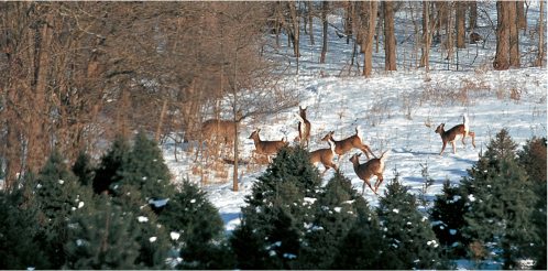 INTRODUCTION The white-tailed deer is North Americas number one big game - photo 4