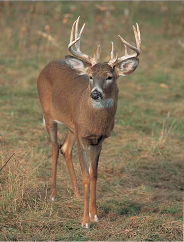 The white-tailed deer is North Americas number one big game animal a title - photo 5