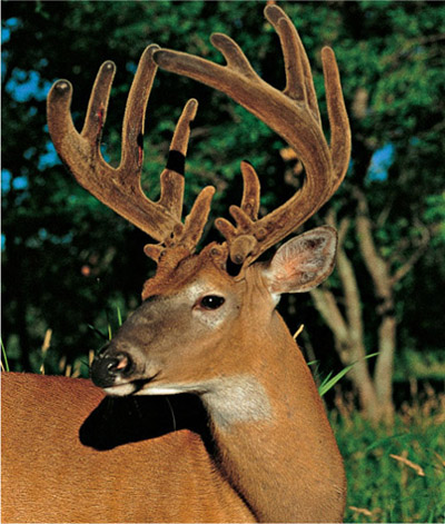 Successful deer hunters those that tag racked bucks year after year scout for - photo 7