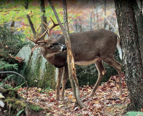 Dr David Samuel Bob Zaiglin Thank you for purchasing this Deer and Deer - photo 1