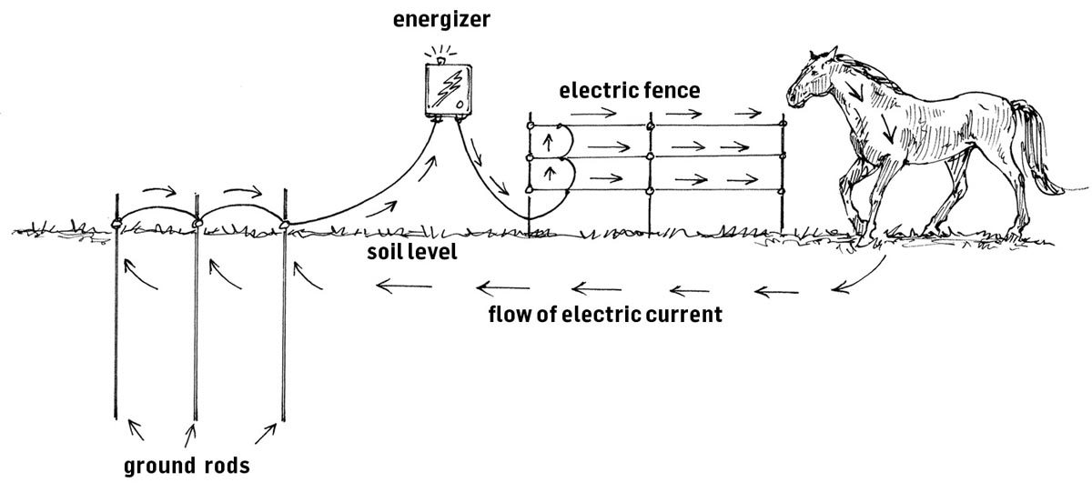 The animal is the switch that completes the current in an electric fence - photo 4