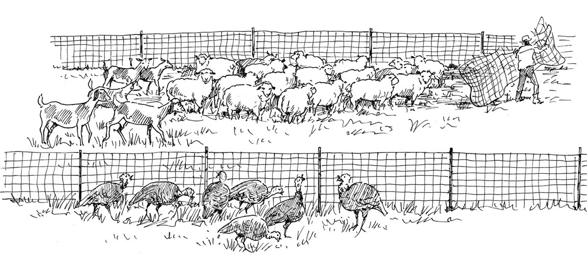 Electric net fencing is the portable fence of choice for sheep goats and - photo 3