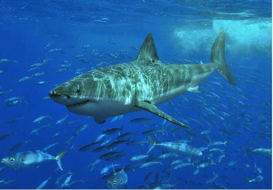 Fast Facts About The Great White Shark Size Up to 21 feet long 65 meters - photo 2