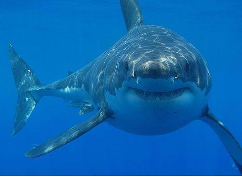 Fast Facts About The Great White Shark Size Up to 21 feet long 65 meters - photo 1