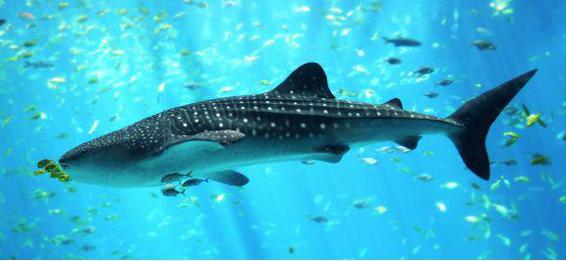 Fast Facts About The Whale Shark Size 33 to 40 feet 10 to 12 meters but - photo 5