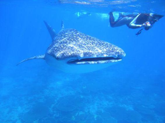 Fast Facts About The Whale Shark Size 33 to 40 feet 10 to 12 meters but - photo 6