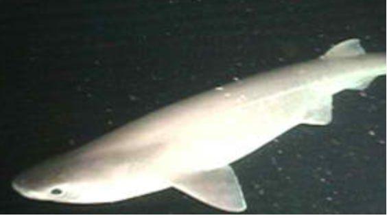 Fast Facts About The Bluntnose Sixgill Shark Size 16 feet 48 meters - photo 10