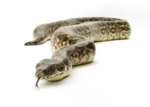 Serpent noun - masculine Examples serpent vnneux poisonous snake - photo 11