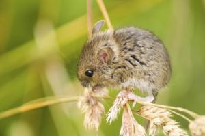 Souris noun - feminine Examples pige souris mouse trap Il y a une - photo 4