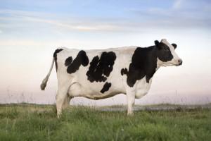 Vache noun - feminine Examples vache dlevage domesticated cow lait de - photo 6