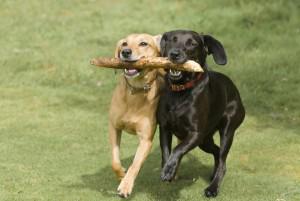 Chien noun - masculine Examples gros chien big dog vieux chien old - photo 2