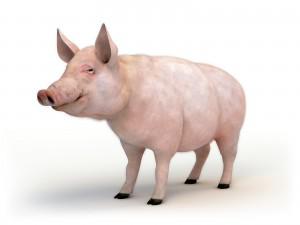 Cochon noun - masculine Examples gros cochon fat pig cochon rose pink - photo 7