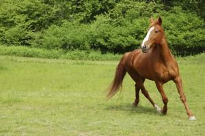 Pferd noun - neutral Examples ein Pferd reiten ride a horse - photo 8