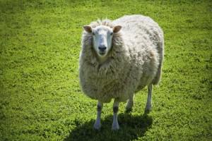 Schaf noun - neutral Examples Schafschur sheep shearing Schafhirte - photo 9