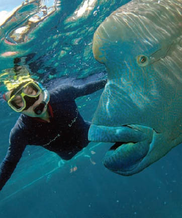 CAIRNS This scuba capital of Australia has no shortage of tour agencies to get - photo 9