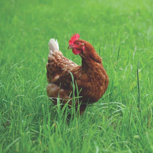 Introduction When we decided to publish a book on building chicken coops we - photo 4