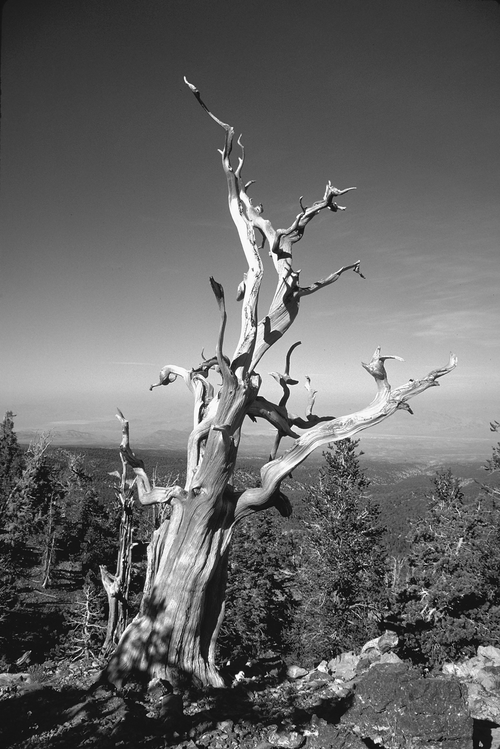 Old bristlecone pine Spring Mountain Introduction T hose unfamiliar with - photo 8