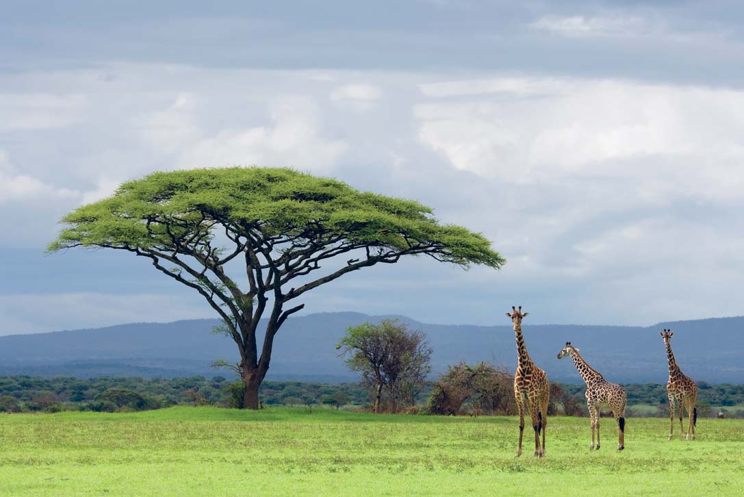 ARIADNE VAN ZANDBERGENLONELY PLANET IMAGES Mt Kilimanjaro Tanzania Its - photo 5