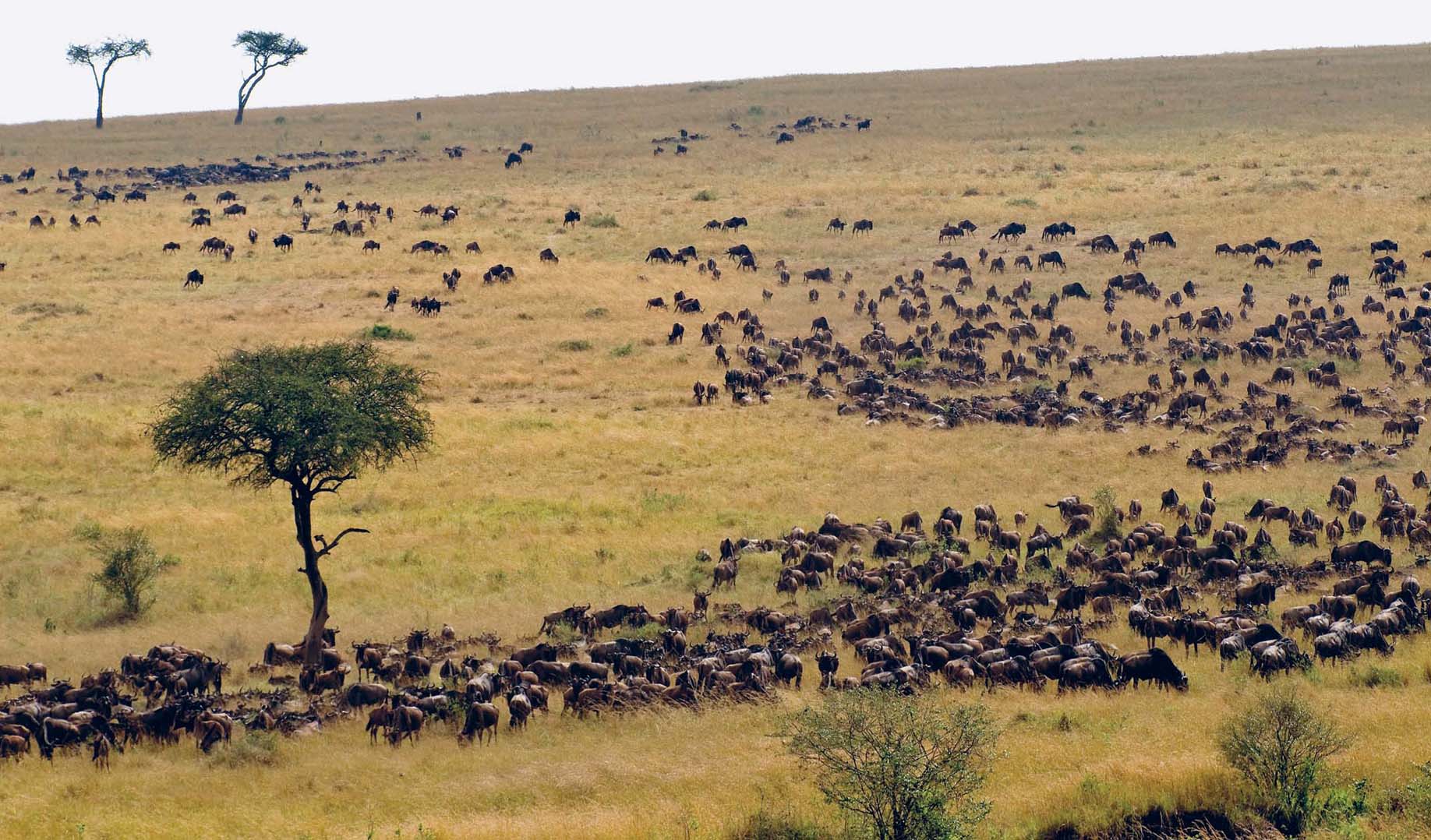 IGNACIO PALACIOSLONELY PLANET IMAGES Elephants of Amboseli National Park - photo 8