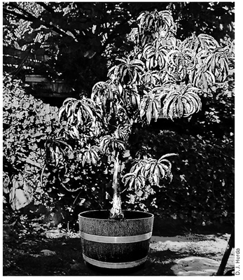 This dwarf nectarine tree adapts nicely to container growth and bears - photo 3