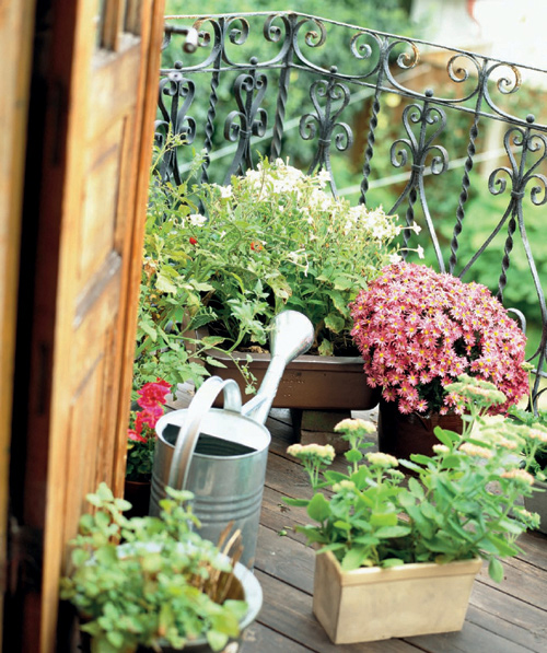 Small-Space Container Gardens Transform Your Balcony Porch or Patio with Fruits Flowers Foliage and Herbs - image 1