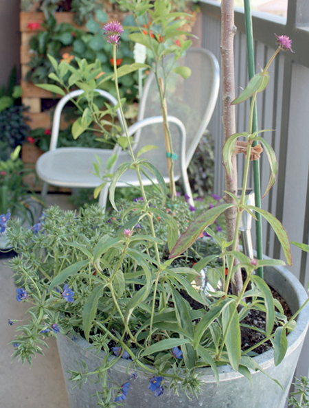 Fern Richardsons bountiful balcony Foreword By DEBRA LEE BALDWIN THE - photo 3