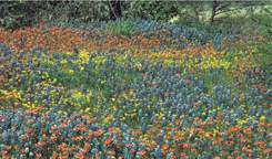 Texas Wildflowers A Field Guide - image 1