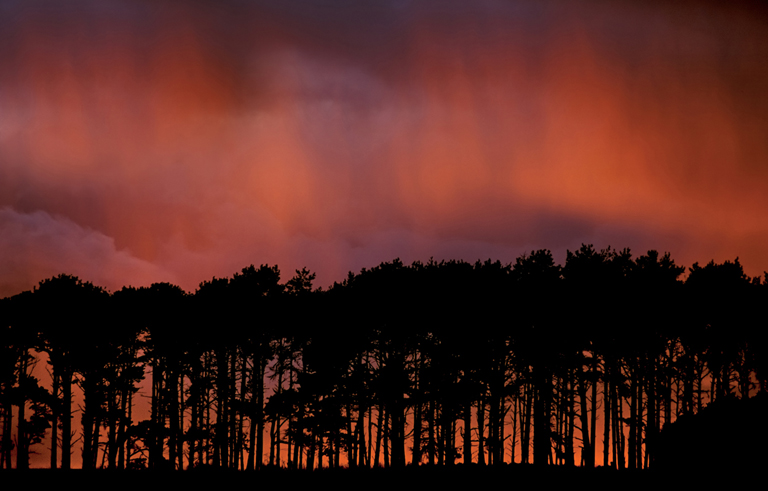 CONTENTS A panoramic of an oak grove along the western slopes of Mount - photo 7