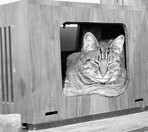 Creature Jones in His Telly This domestic cat invented a joke and had an idea - photo 1