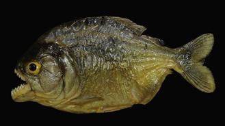 Figure 11 A 19-cm long piranha showing the general body features Note the - photo 4