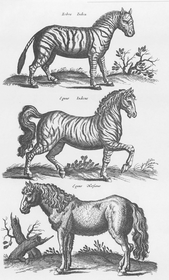 1300 Real and Fanciful Animals from Seventeenth-Century Engravings - photo 2