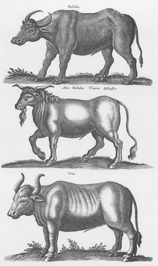 1300 Real and Fanciful Animals from Seventeenth-Century Engravings - photo 8