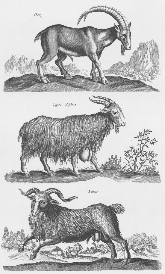 1300 Real and Fanciful Animals from Seventeenth-Century Engravings - photo 11