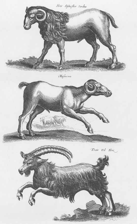 1300 Real and Fanciful Animals from Seventeenth-Century Engravings - photo 12