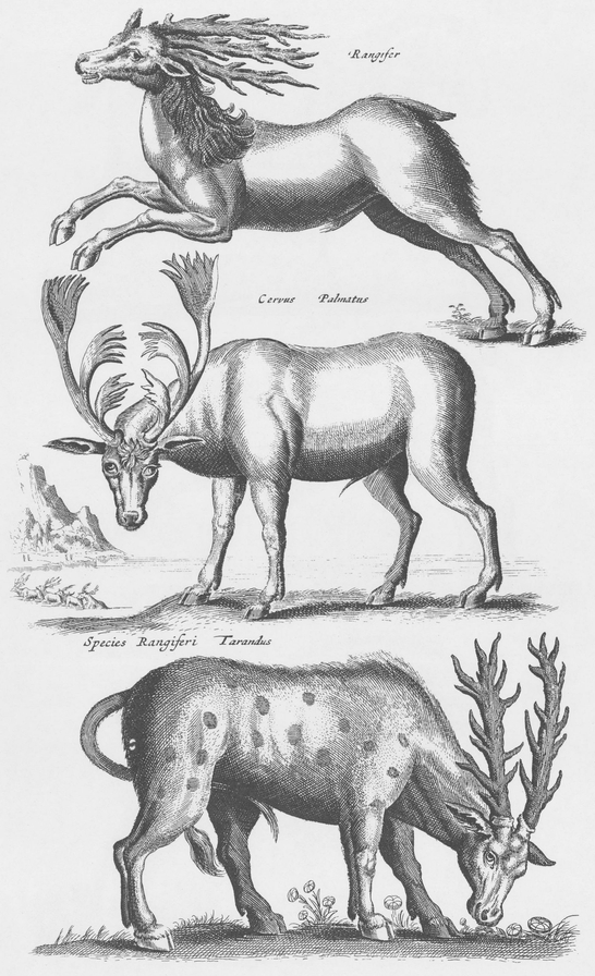 1300 Real and Fanciful Animals from Seventeenth-Century Engravings - photo 13