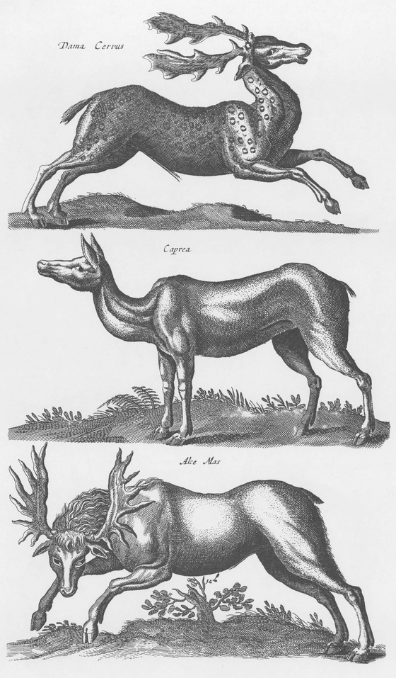 1300 Real and Fanciful Animals from Seventeenth-Century Engravings - photo 14