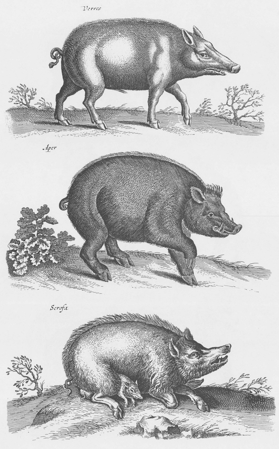 1300 Real and Fanciful Animals from Seventeenth-Century Engravings - photo 23