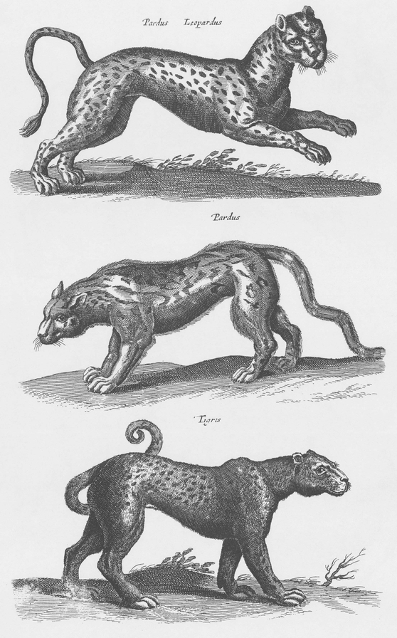 1300 Real and Fanciful Animals from Seventeenth-Century Engravings - photo 29