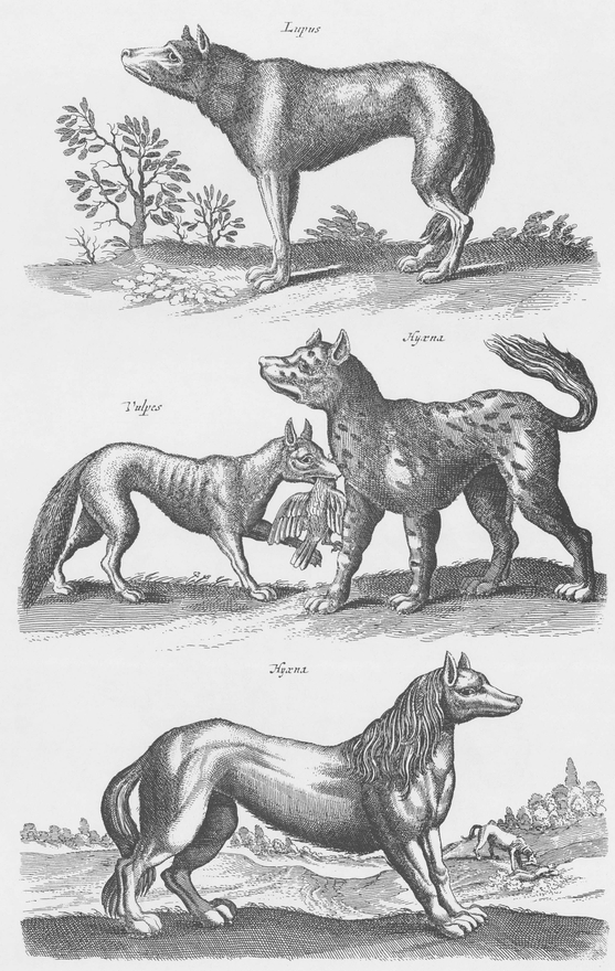 1300 Real and Fanciful Animals from Seventeenth-Century Engravings - photo 31