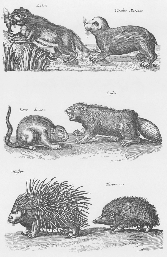 1300 Real and Fanciful Animals from Seventeenth-Century Engravings - photo 40