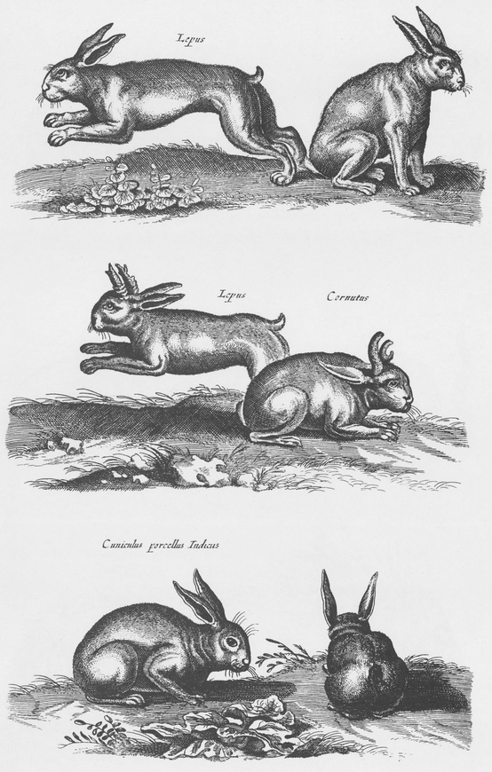 1300 Real and Fanciful Animals from Seventeenth-Century Engravings - photo 41