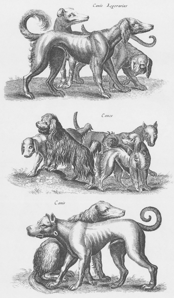1300 Real and Fanciful Animals from Seventeenth-Century Engravings - photo 45