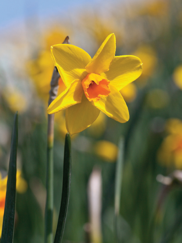 Daffodil The remarkable story of the worlds most popular spring flower Noel - photo 2