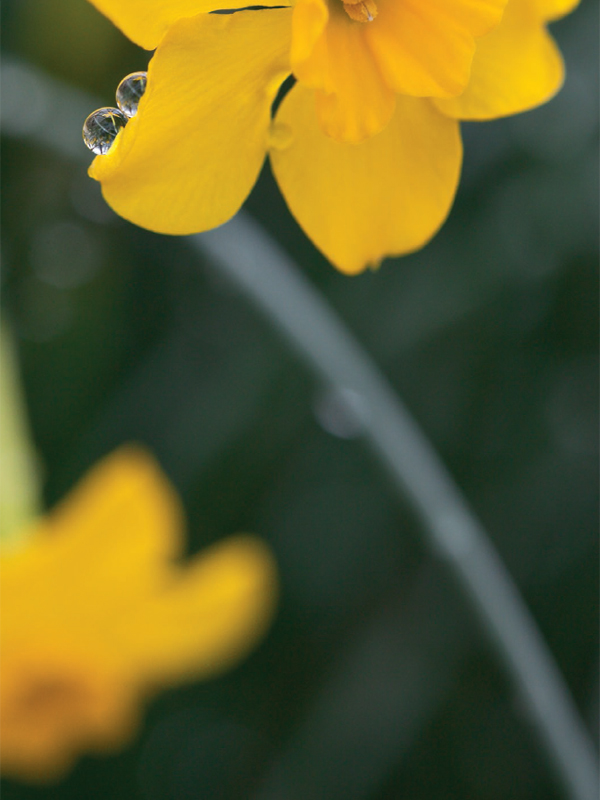 Daffodils are somehow the quintessential spring flower The appearance of their - photo 3