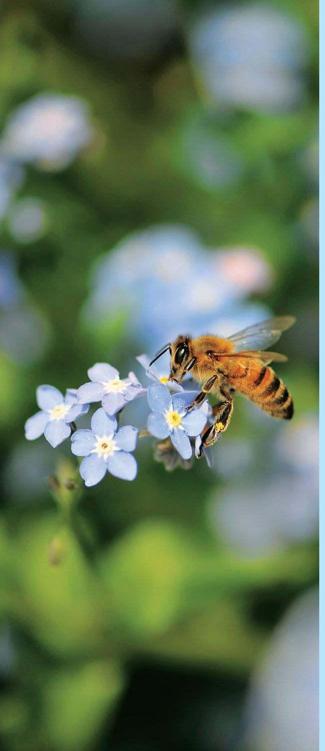 Preface ONE OF THE BEST THINGS about being a backyard beekeeper is harvesting - photo 4